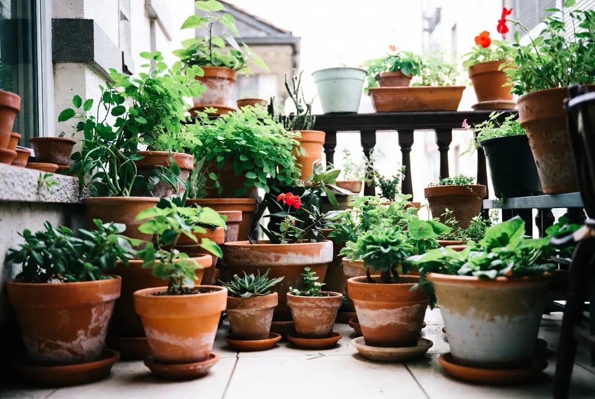 A dense collection of planted containers creating several layers of balcony habitat