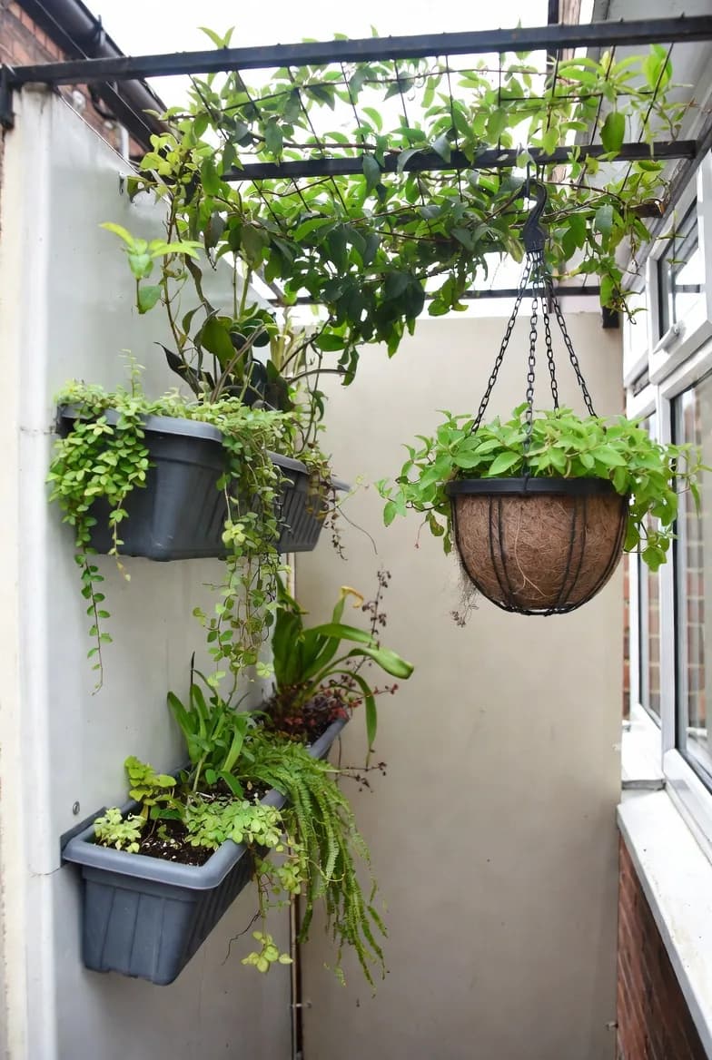 Vertical and hanging planters using the walls and overhead space of a narrow balcony