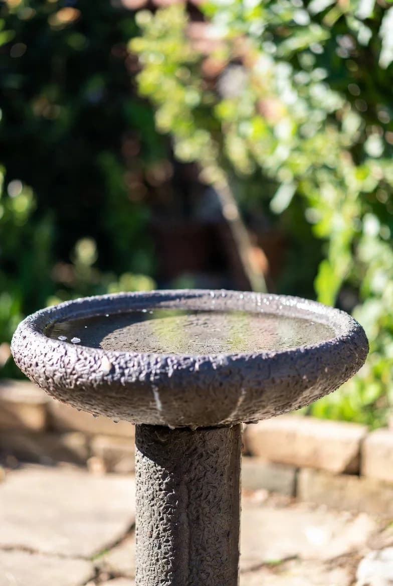 A clean bird bath in a peaceful garden