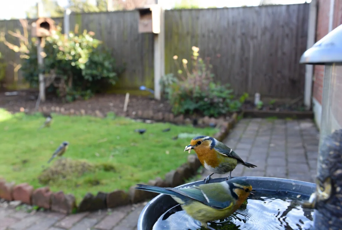 Garden birds gathered around a clean water dish