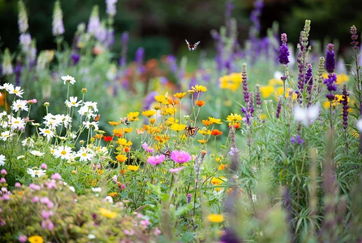 A finished flower border alive with butterflies