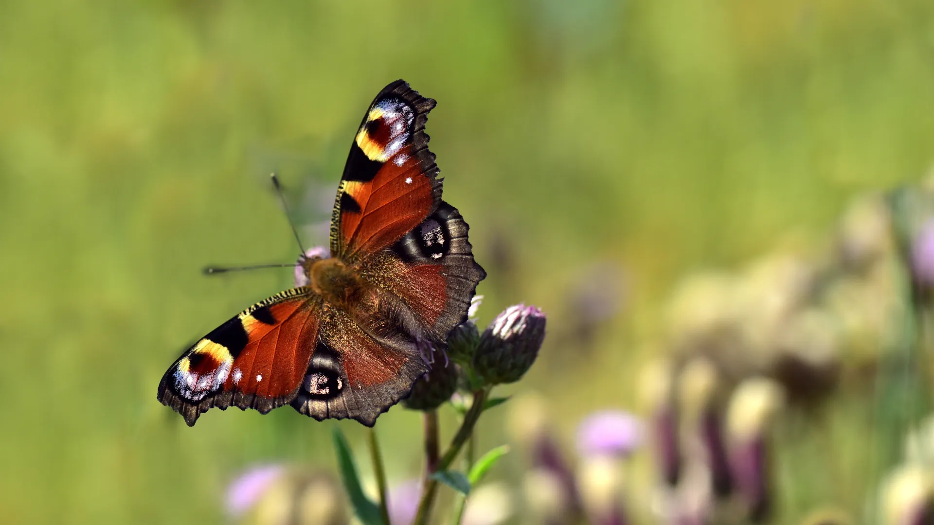 A peacock butterfly resting on a garden flower