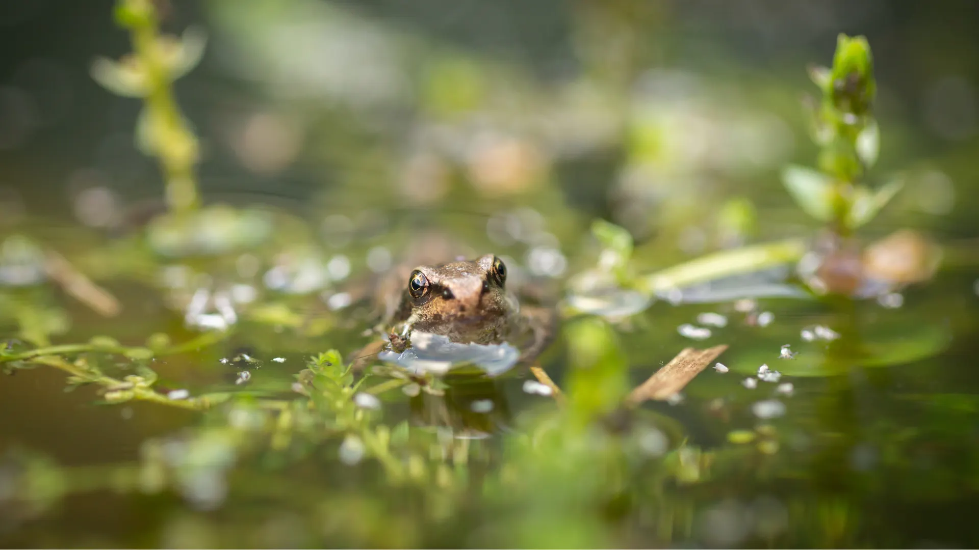 A common frog peeking out of a garden pond