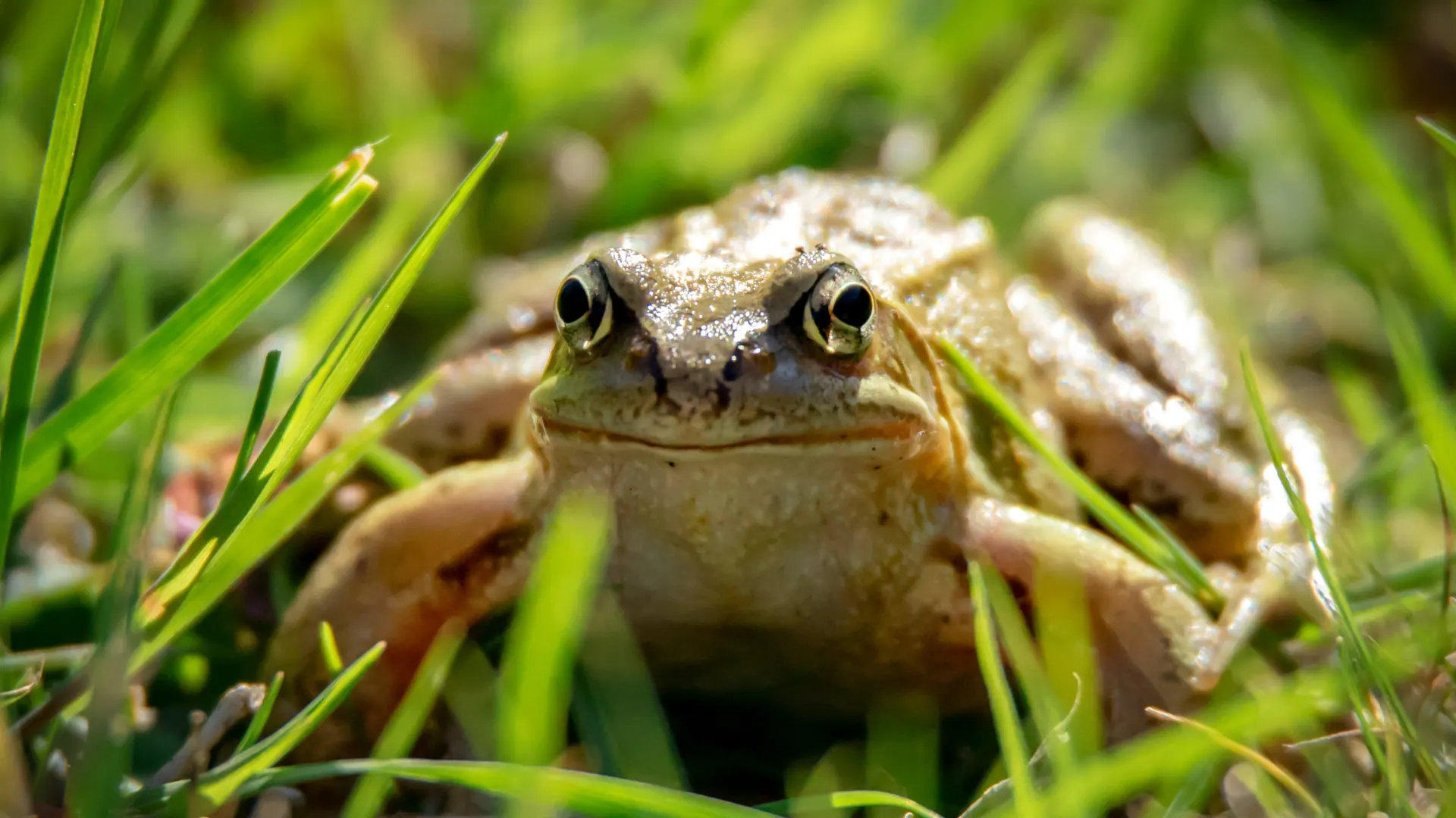 A common frog sitting low in long garden grass
