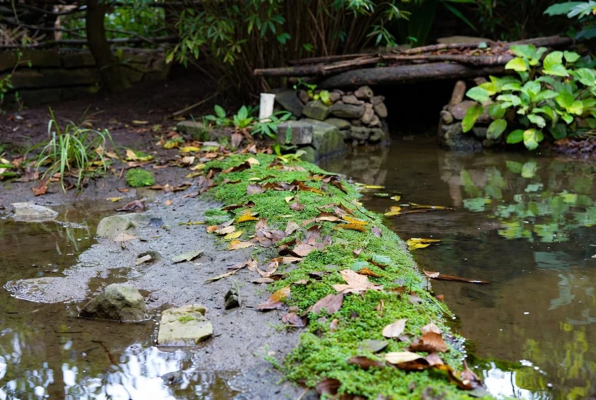 A damp garden pond connected to a shaded wildlife refuge