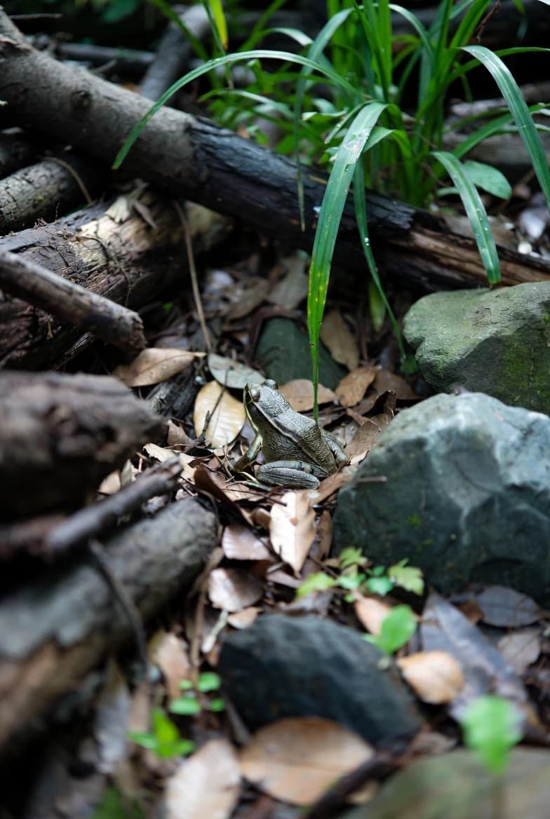 A frog resting among damp leaves, logs and stones