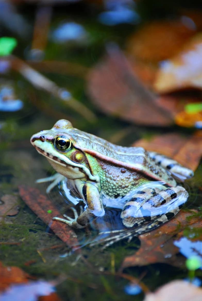 A common frog resting in shallow water among leaves