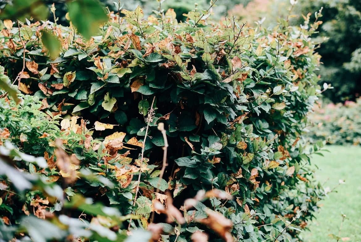Leaves and dense growth forming protected cover at the base of a hedge