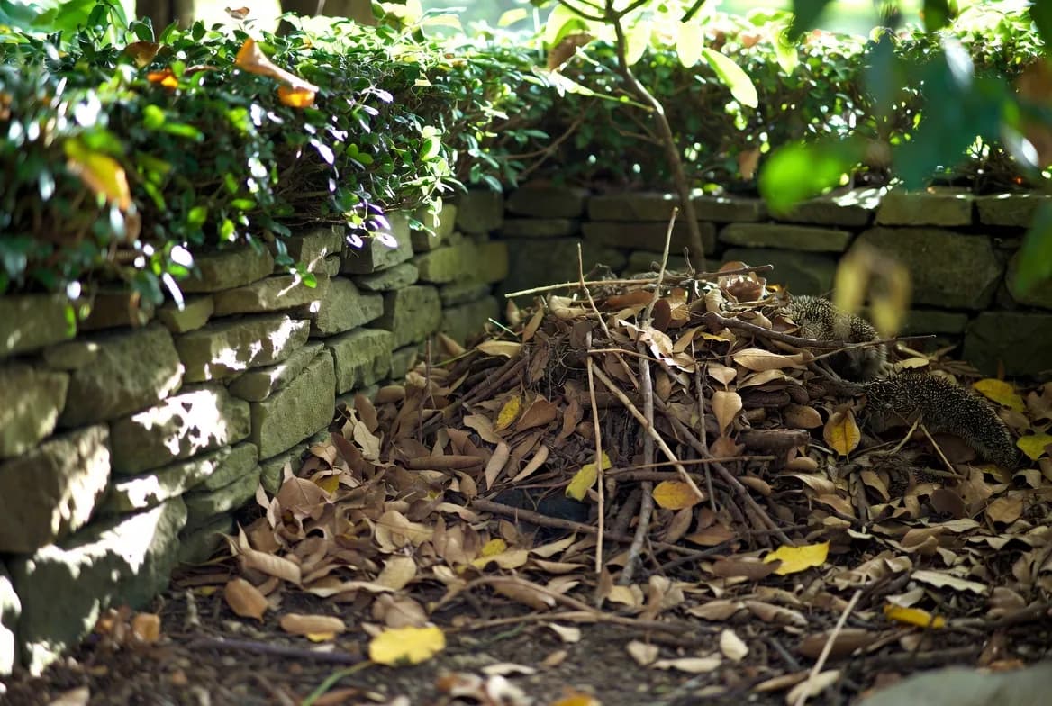A sheltered leaf and twig habitat beneath shrubs and a low stone edge