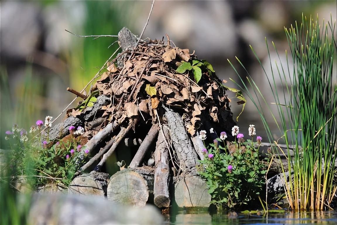 A wildlife log and leaf pile beside a pond