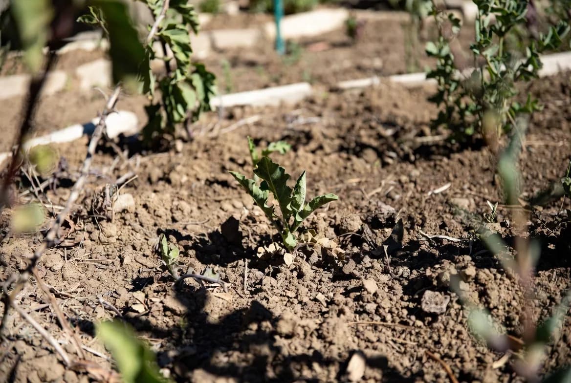 Dry exposed garden soil showing why moisture protection is useful