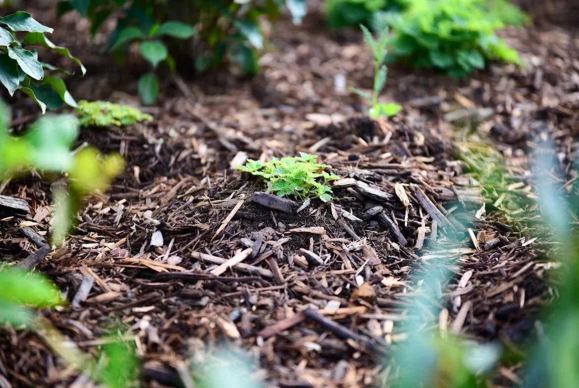 A planted garden bed protected by a loose layer of wood-chip mulch