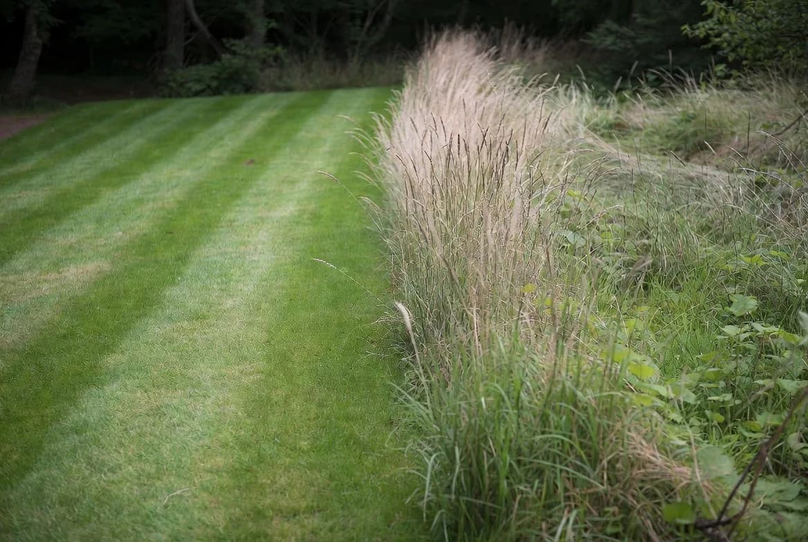 A neat short-grass path beside a retained strip of taller grass