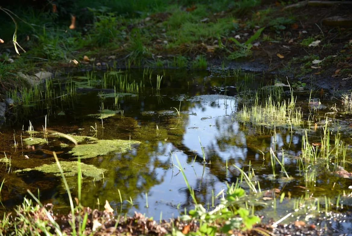 A naturalising wildlife pond with emergent plants and reflections