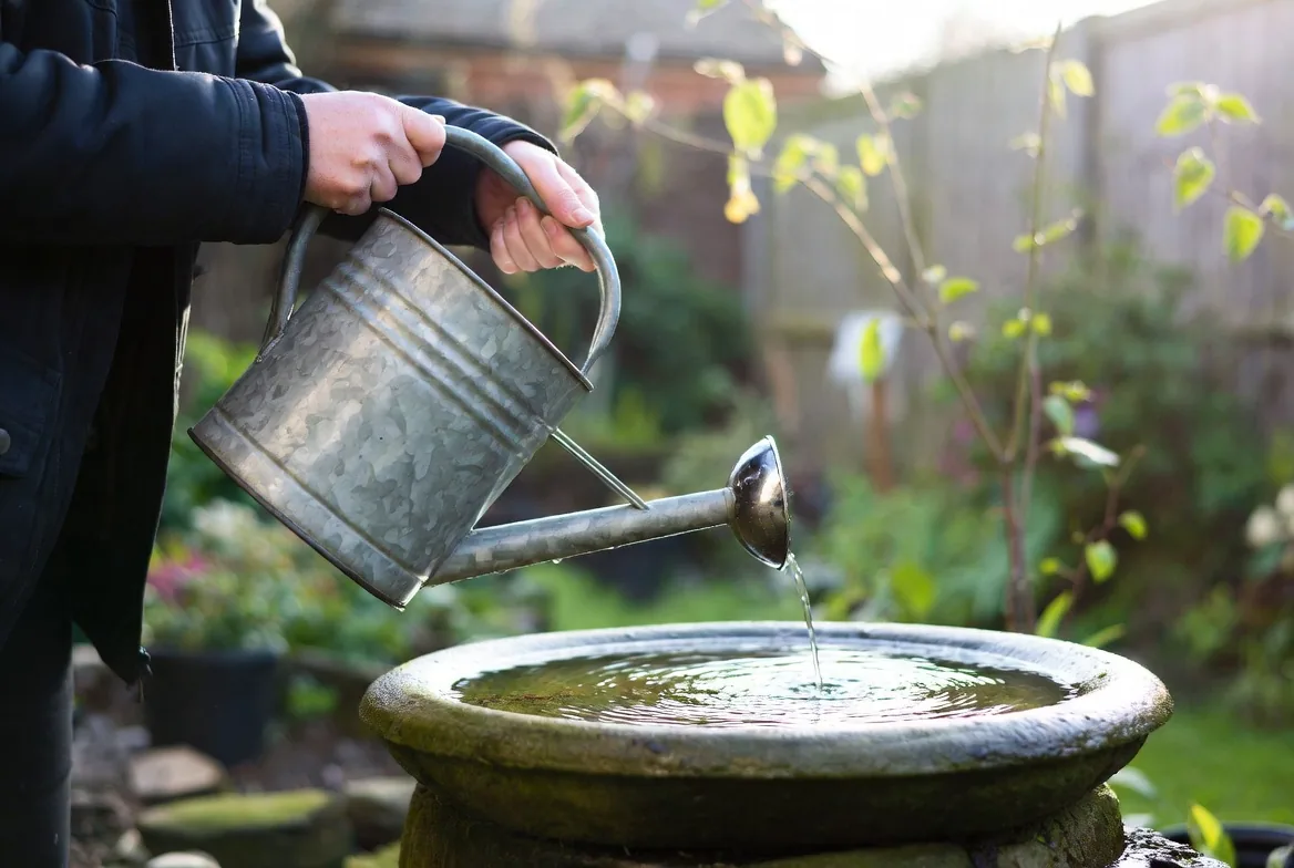 A garden bird bath being topped up carefully with a watering can