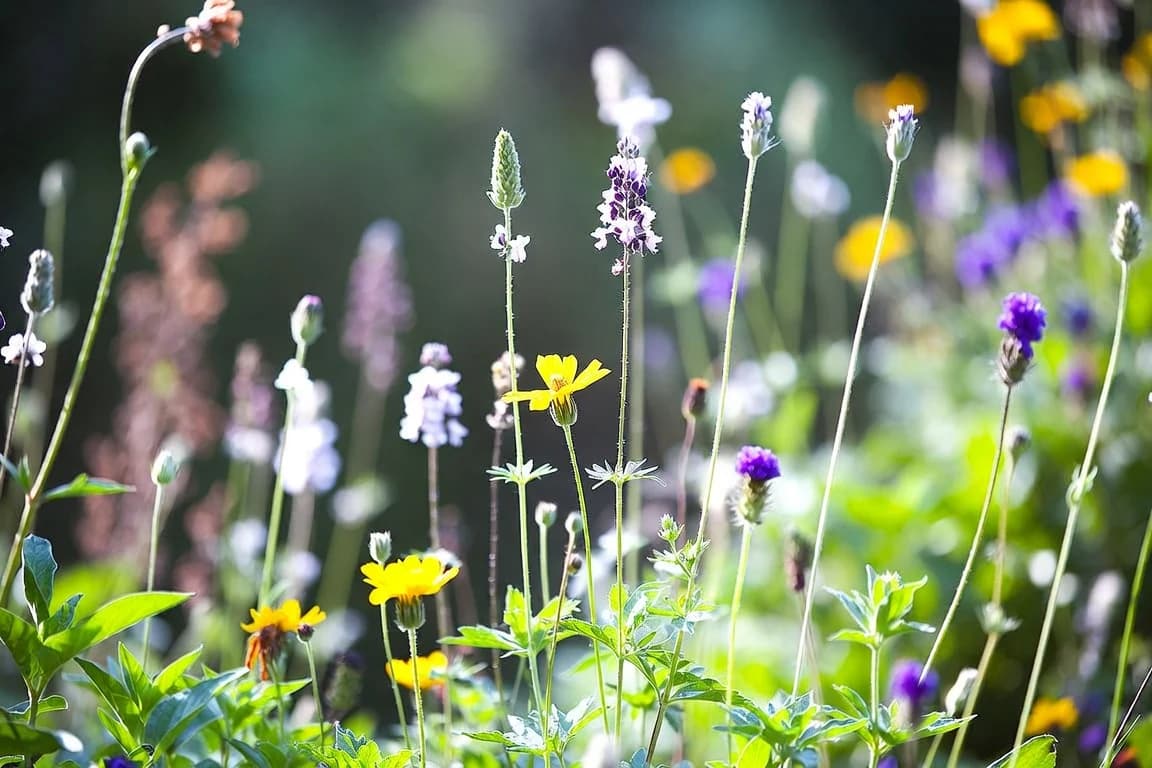 Wildflowers glowing in sunlight