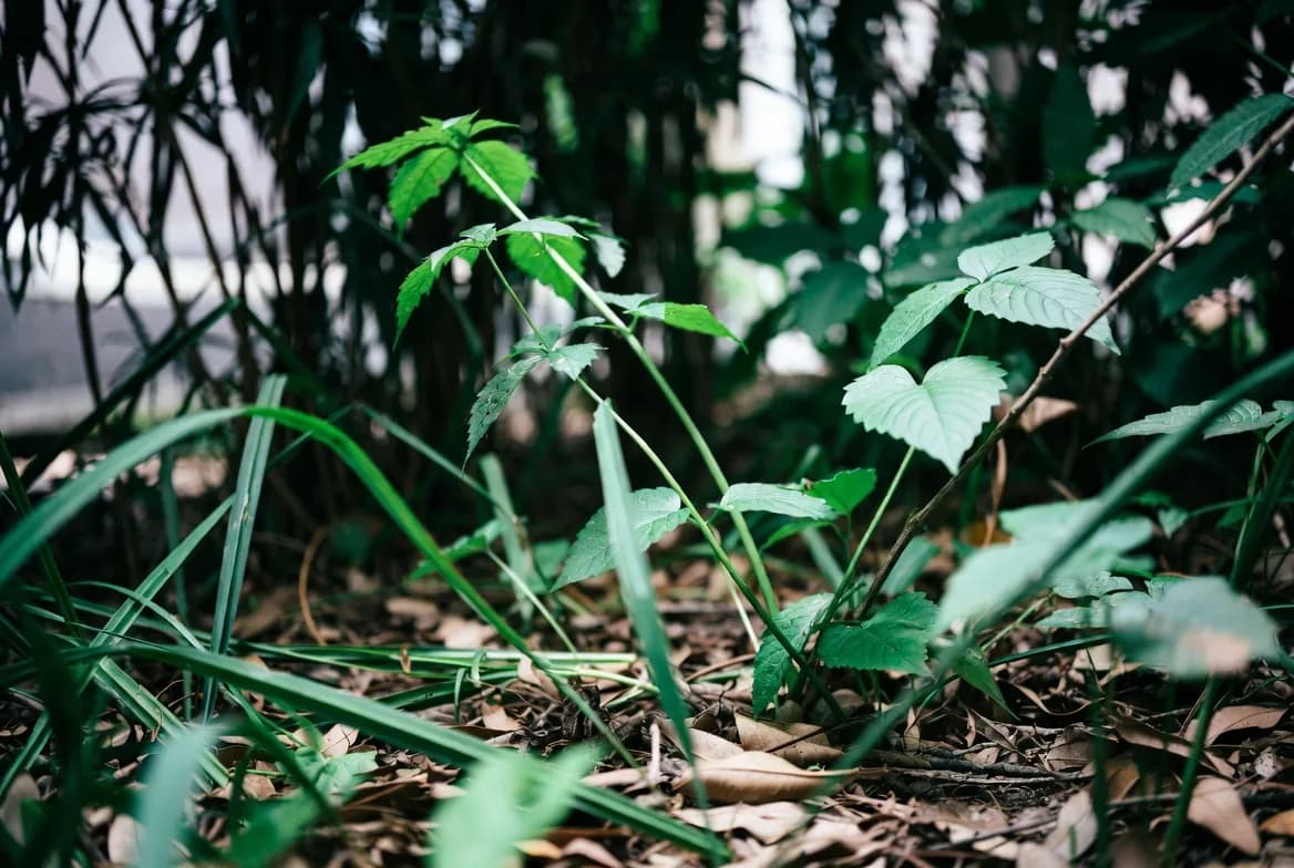 Low ground-cover plants linking shaded areas beneath taller vegetation