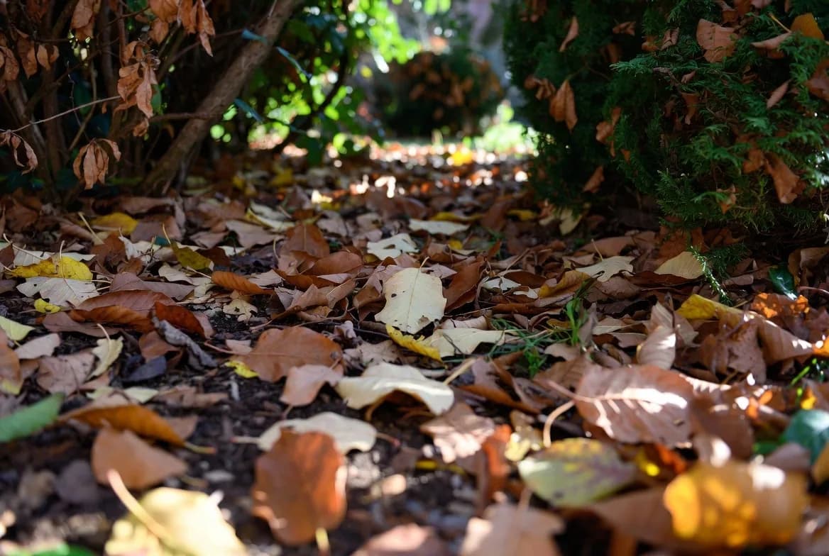 A leaf-covered route beneath a hedge offering protected ground-level movement