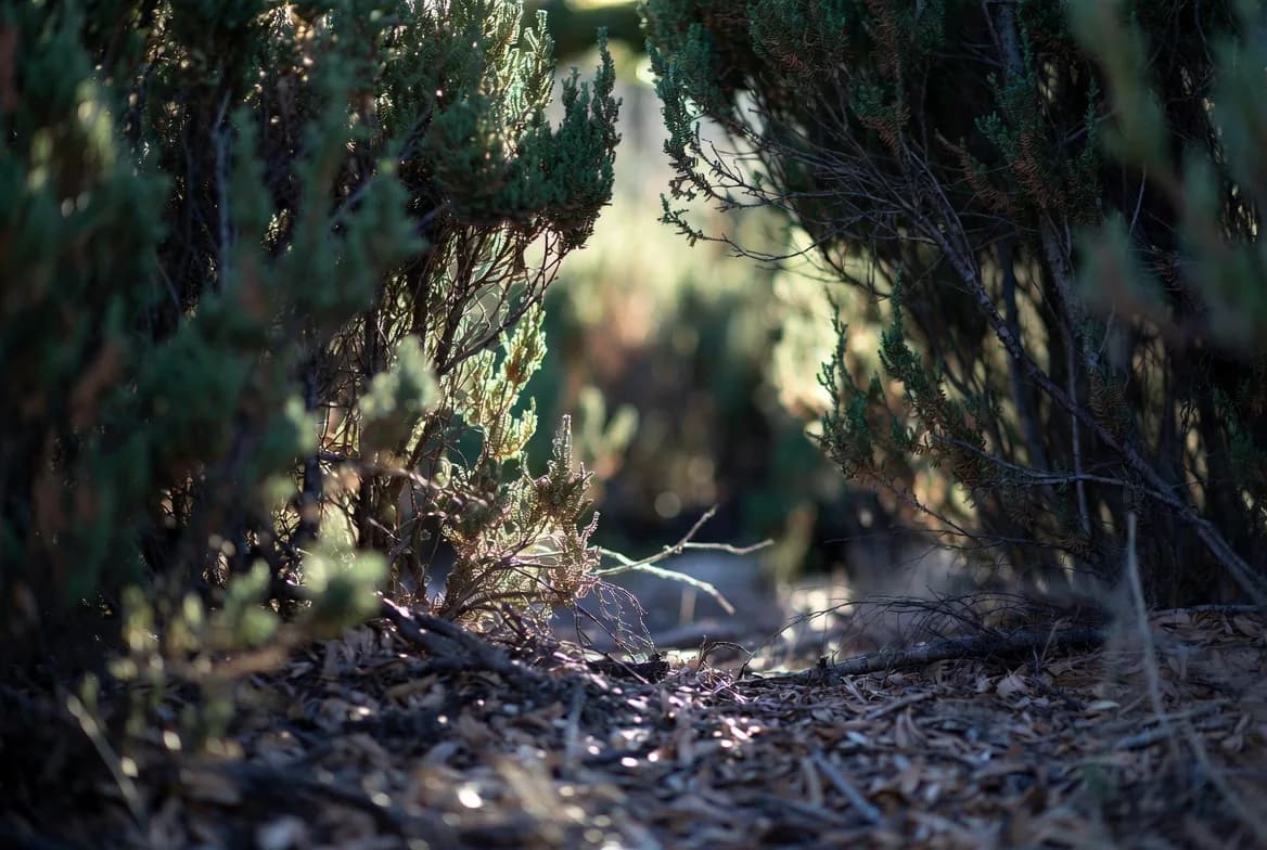 A sheltered path passing through dense shrubs and evergreen cover