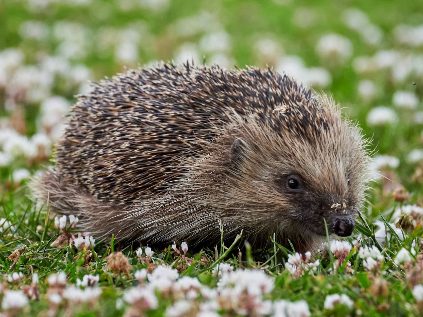 Top Tips for Building a Mini Wildlife Garden