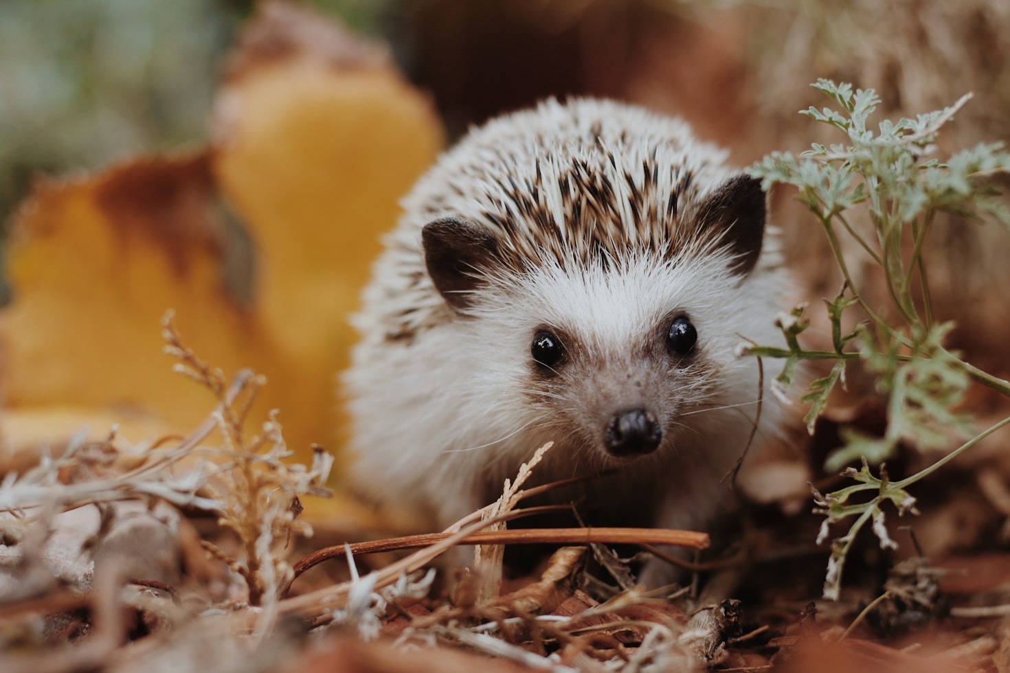 Supporting Hedgehogs in Urban Areas
