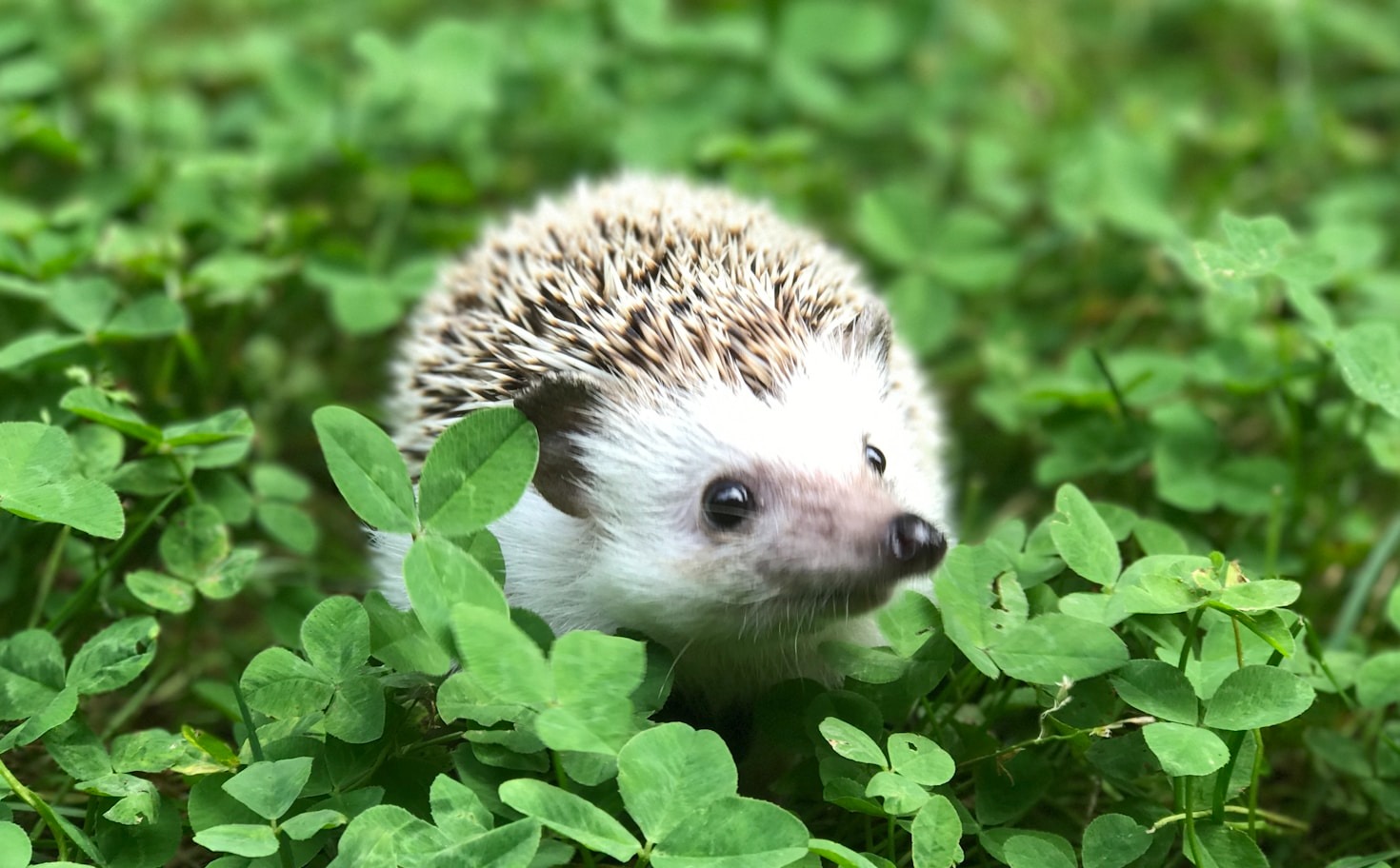 Educational Activities for Kids in Wildlife Gardening