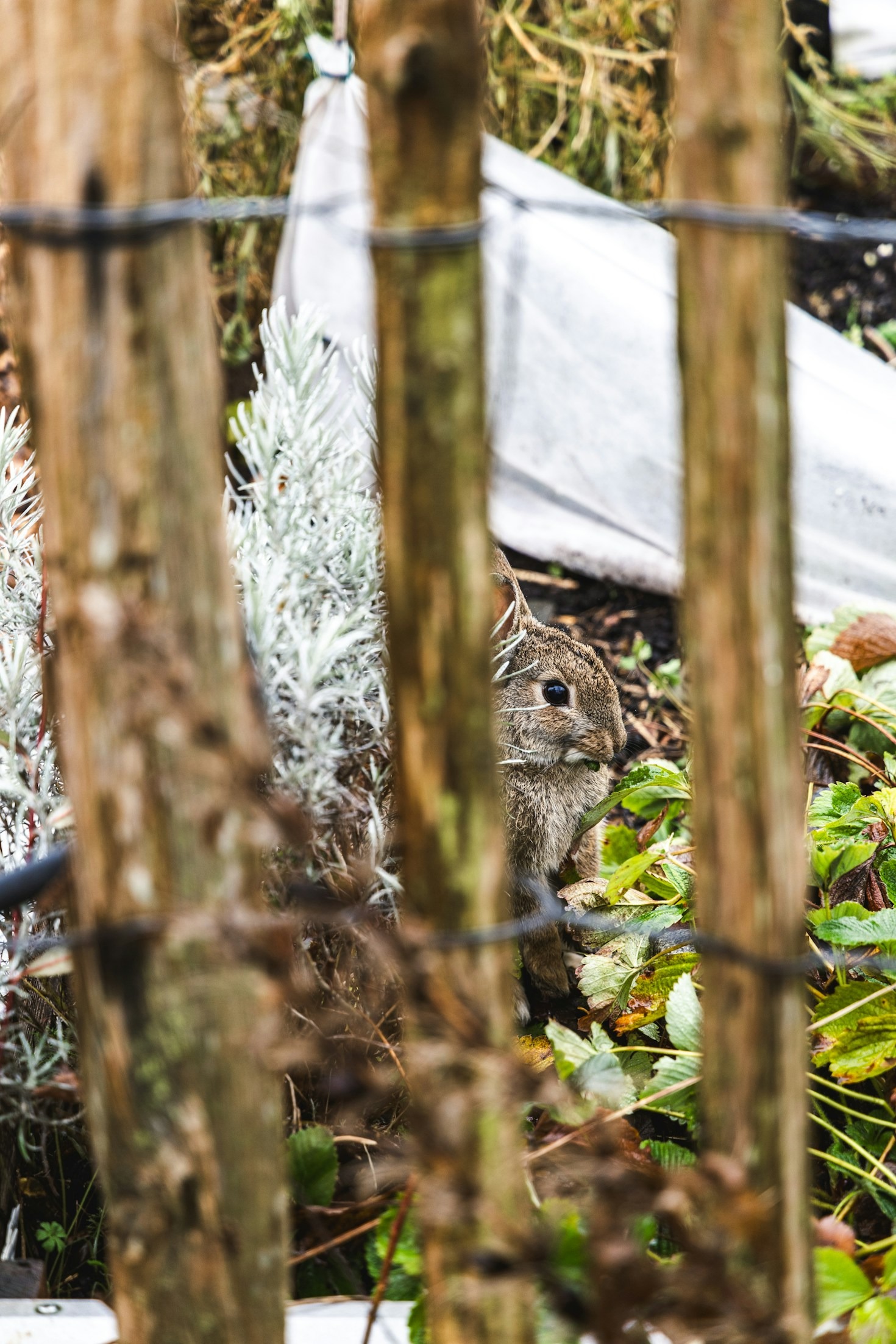The Benefits of Wildlife Havens for Small Spaces