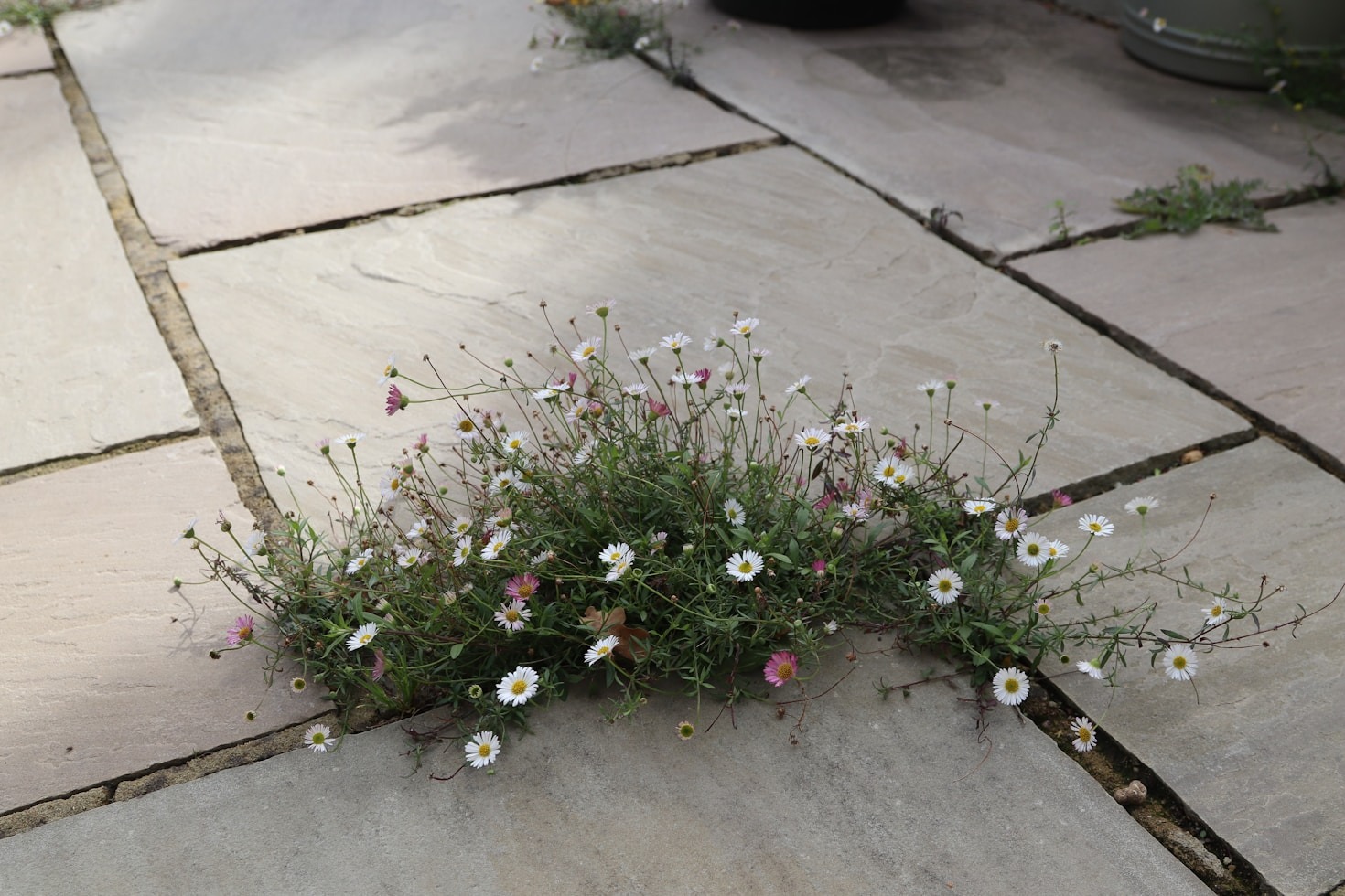 Beginner’s Guide to Wildlife-Friendly Gardening